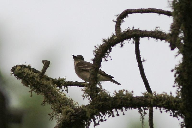 Western Wood-Pewee FtDavisAug08 091.jpg